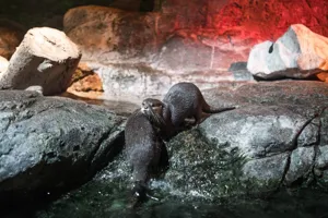 Otter2