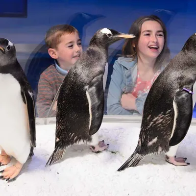 Penguin Point