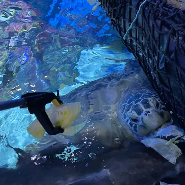 Turtle Feed Experience At sea life Birmingham