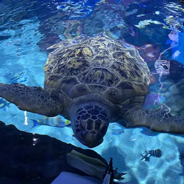 Feeding Mo the green sea turtle at SEA LIFE Birmingham