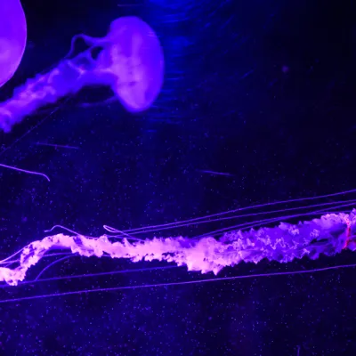 Jellyfish at SEA LIFE
