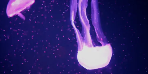 SEA LIFE Jellyfish