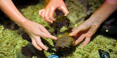 Rockpool SEA LIFE