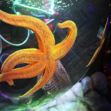 Starfish (1)