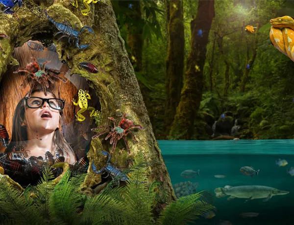 Rainforest adventure