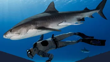 Immotion Virtual Reality Shark Dive B