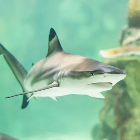 Brighton Sharks