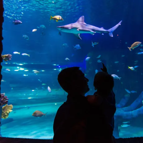 Shark Tank Silhouette2