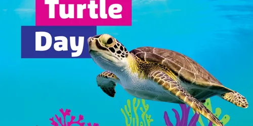 World Turtle Day Square Large