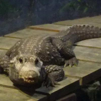 Crocodile 2