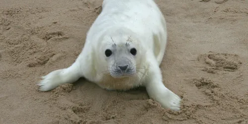 GY Seal