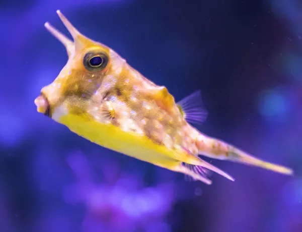 Kuhkofferfisch im SEA LIFE