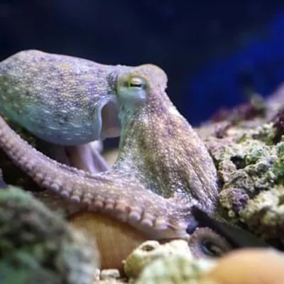 Oktopus zwischen Steinen