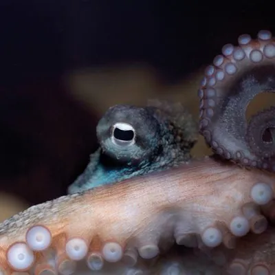 Nahaufnahme eines Oktopus im SEA LIFE