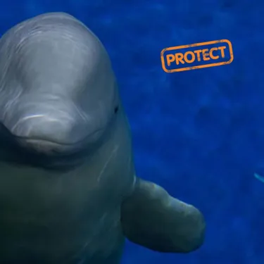 Protect Whales