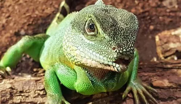 Wasserdrache