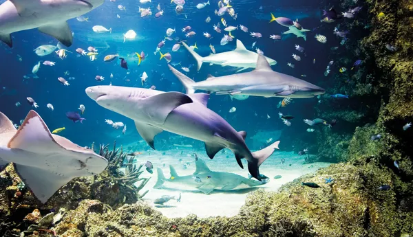 Sealife Muenchen Aquarium Haie1