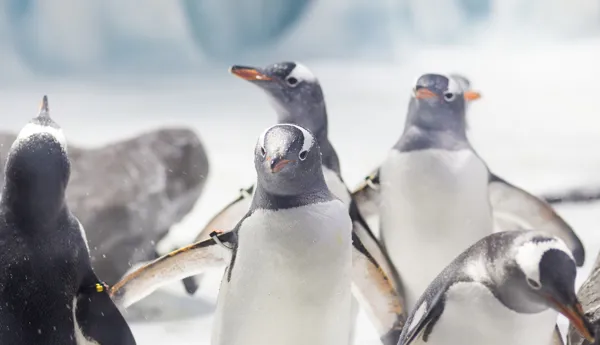 Eselspinguine