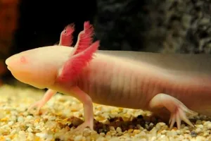 Axolotl