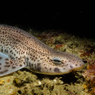 Lesser Spotted Dogfish